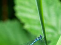 Hufeisen Azurjungfer Libelle Männchen